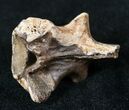 Large Cretaceous Lizard Vertebrae - Hell Creek Formation #12803-5